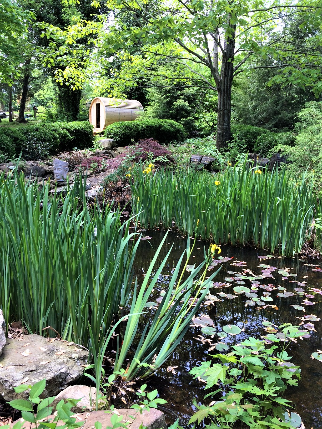 A beautiful view of the Old Caledonian's Koi pond with the brand new sauna in the background.