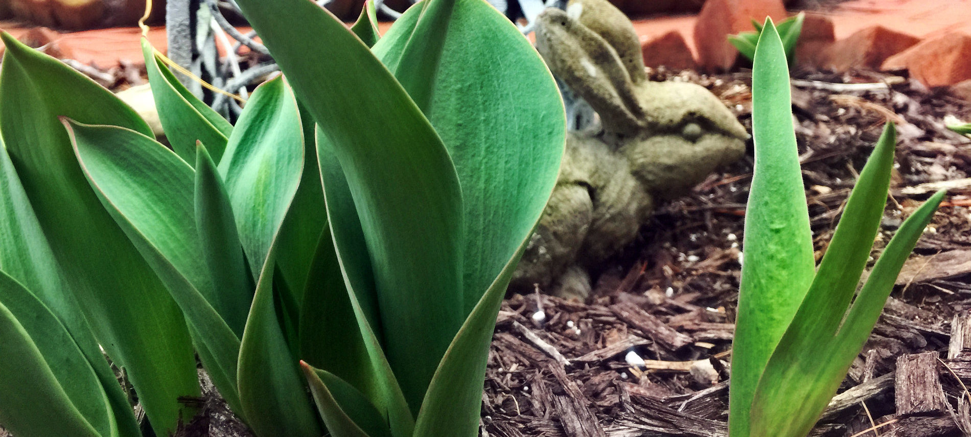 A photo of a statue of a bunny peeking from behind tulip leaves