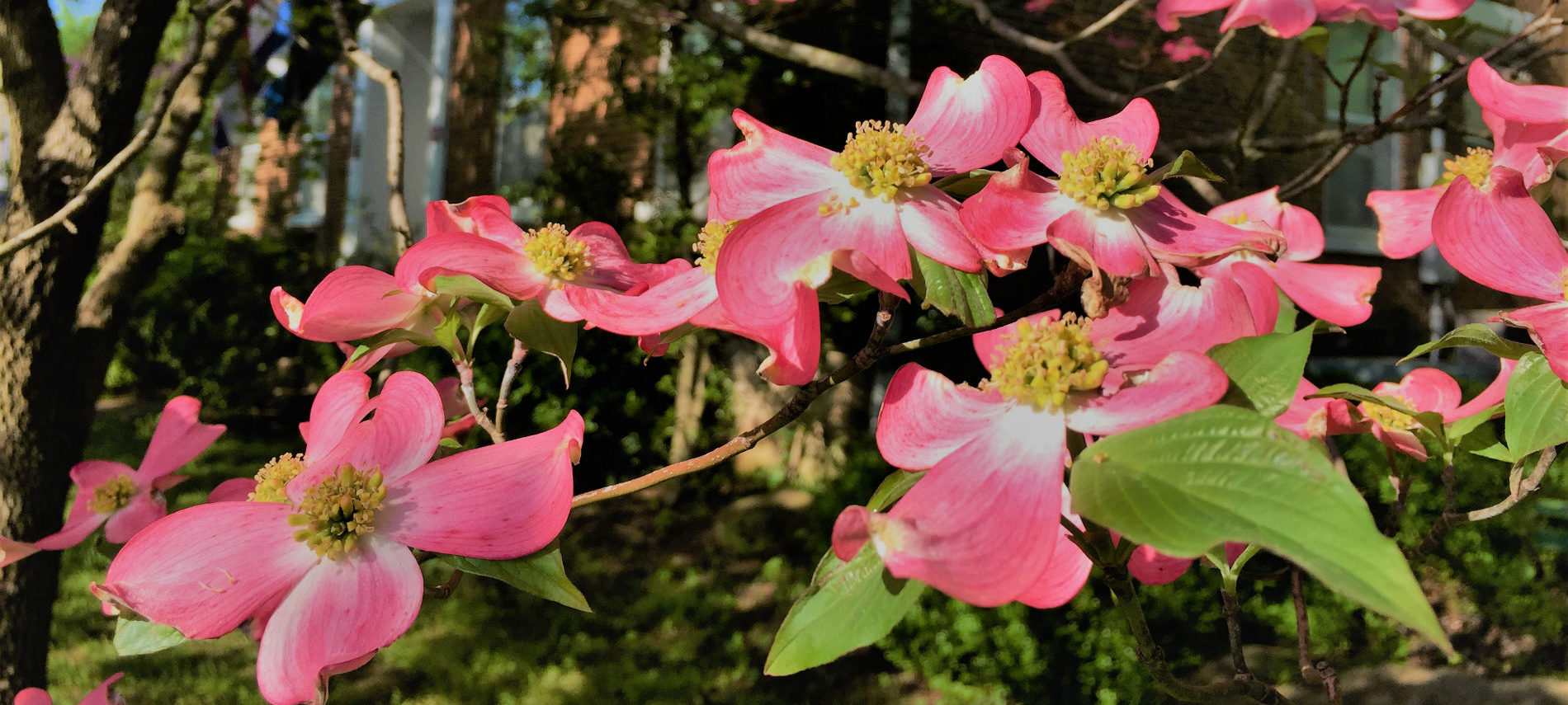 A beautiful photo of coral dogwood flowers with the B&B in the background
