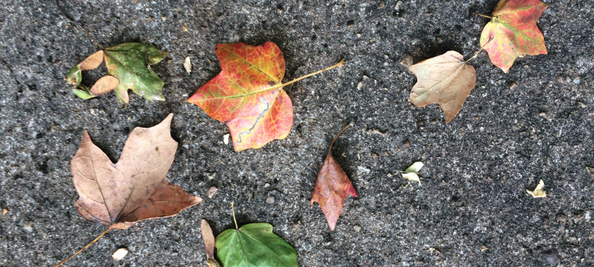 Autumn leaves on the ground