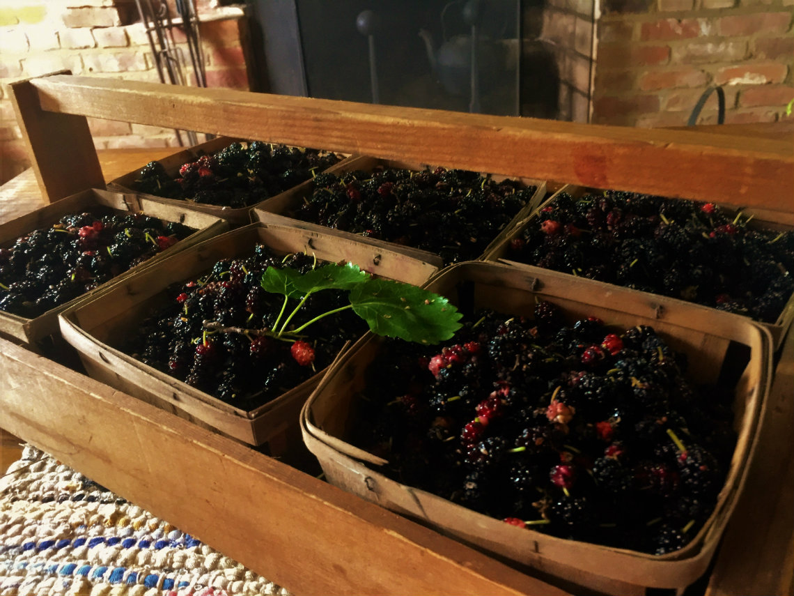 Our freshly gathered mulberries at the Old Caledonian Bed & Breakfast!