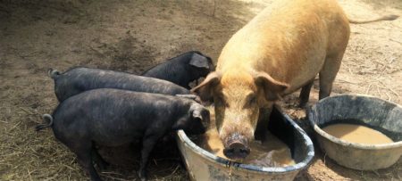 Pigs At The Troff